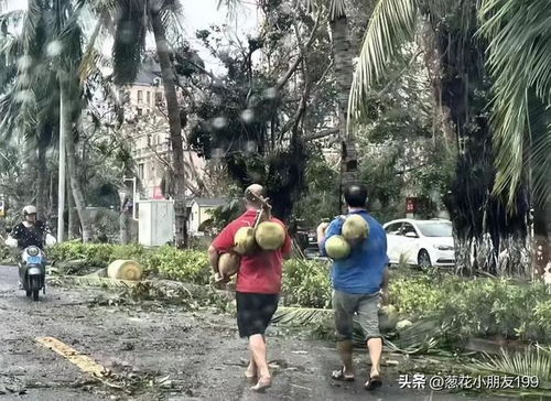 台风过境后的奇遇，市民路边捡椰子