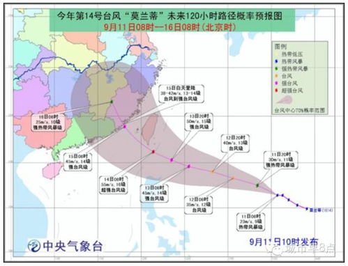 台风下的悲剧，估价260万的海口花梨王倒塌记