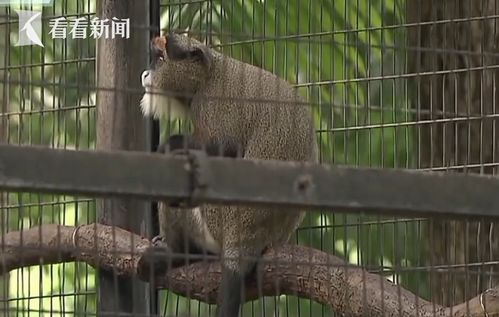 香港动植物公园猴子死亡事件引发的反思与行动