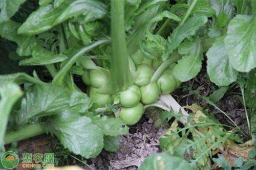 芥菜疙瘩的腌制方法，传统美食的艺术与科学